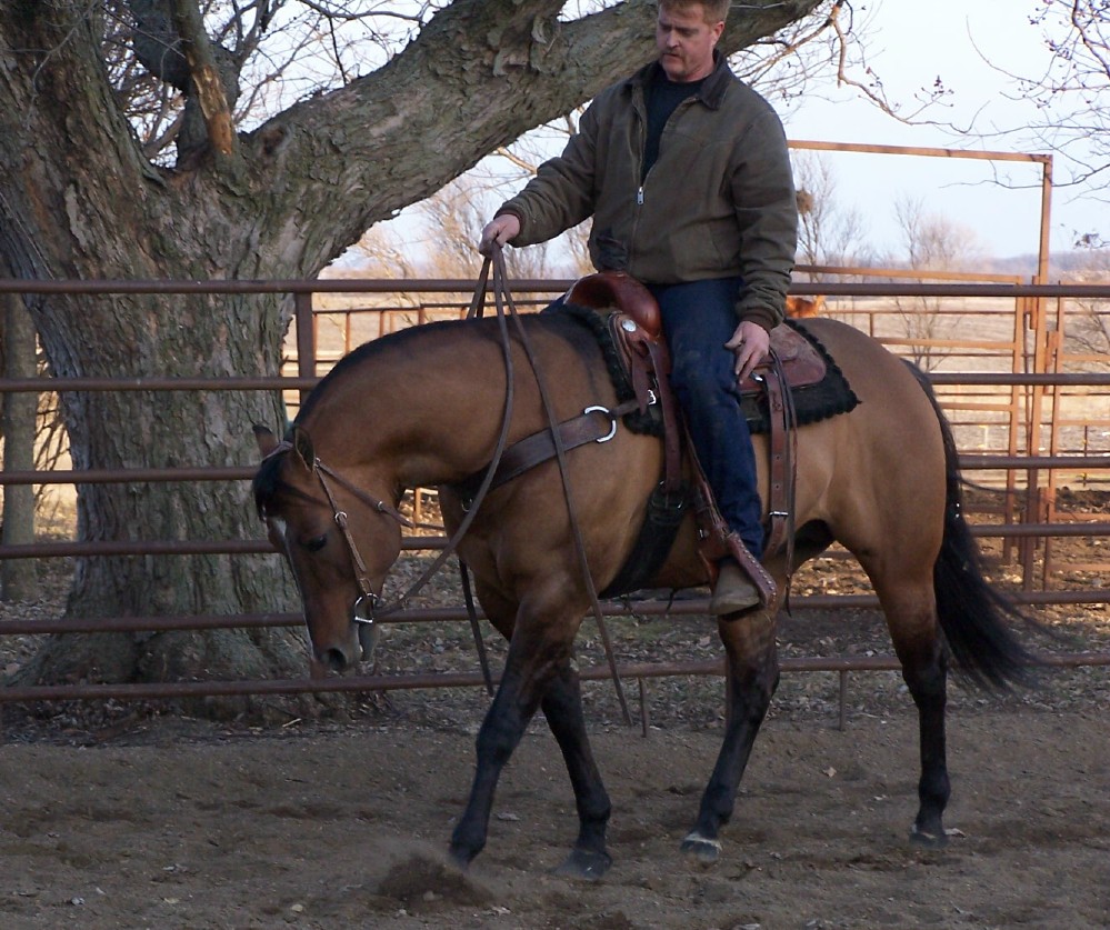 Dillon under saddle 3-5-06