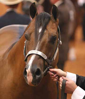 Golden Impact at the 2005 AQHA World Show