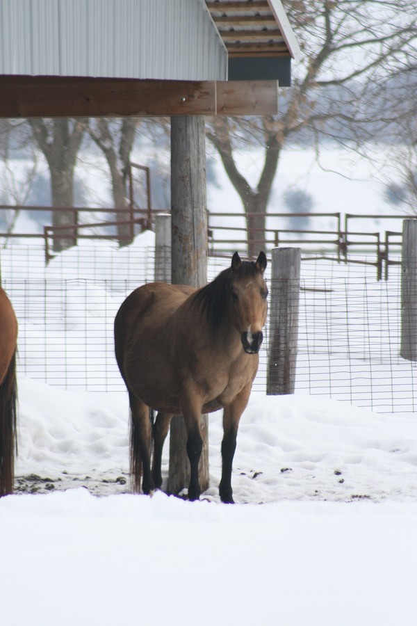 in foal to CK Kid for 2010